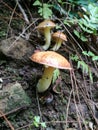 Suillus granulatus is a pored mushroom commonly known as the weeping bolete, or the granulated bolete
